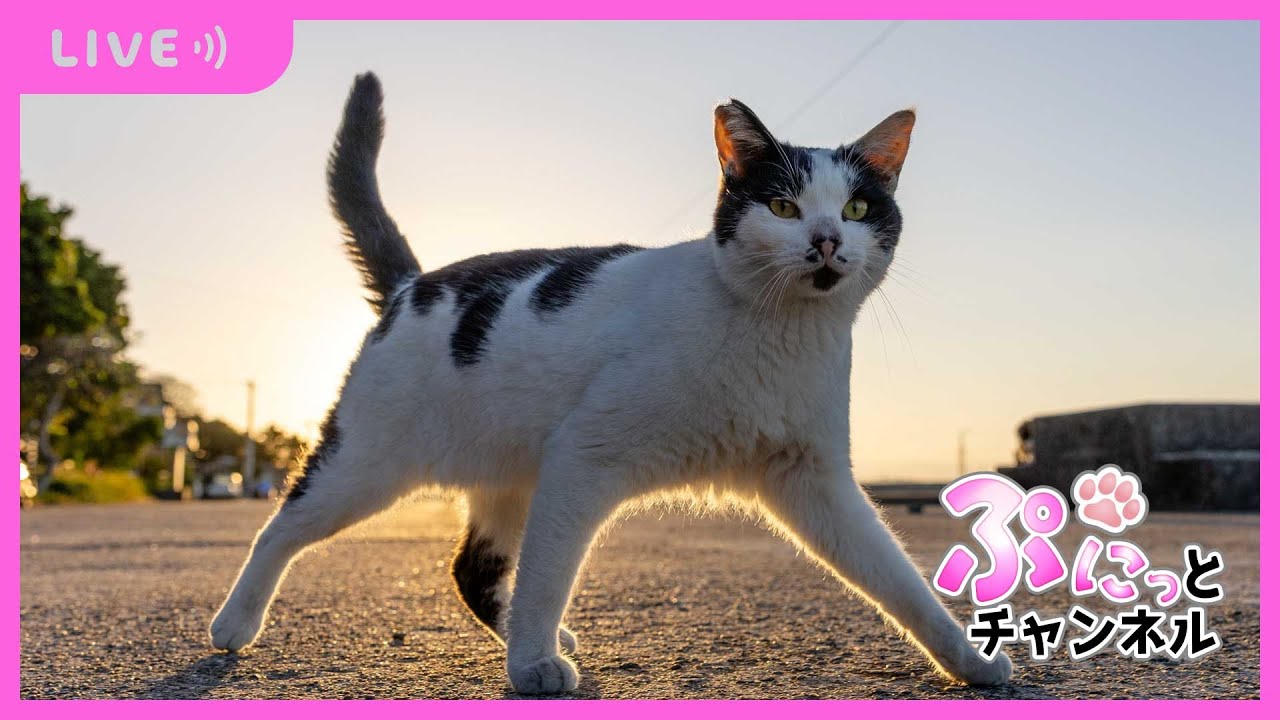【 #ねこ 】そら＆りく＆ぴーち♪癒しのぷにっとライブ配信♪2024/1/8