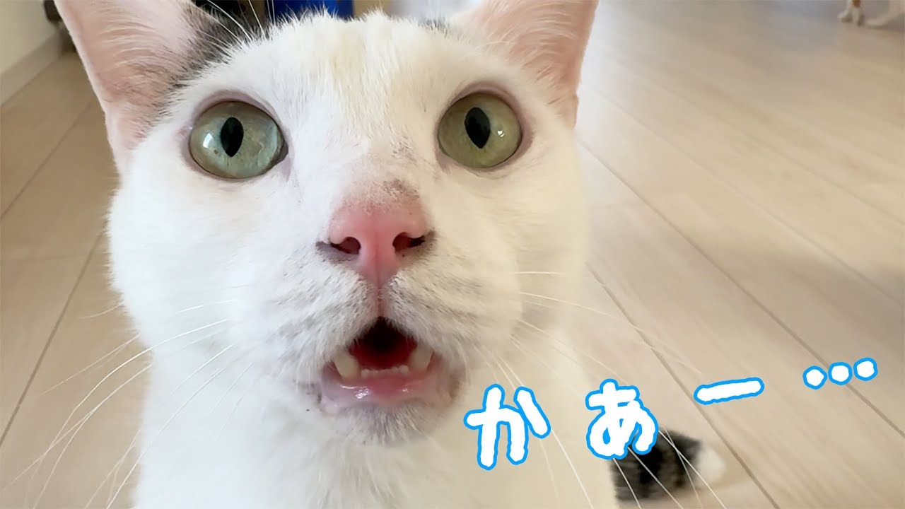 少し日本語を忘れてきたお喋り猫チロさん