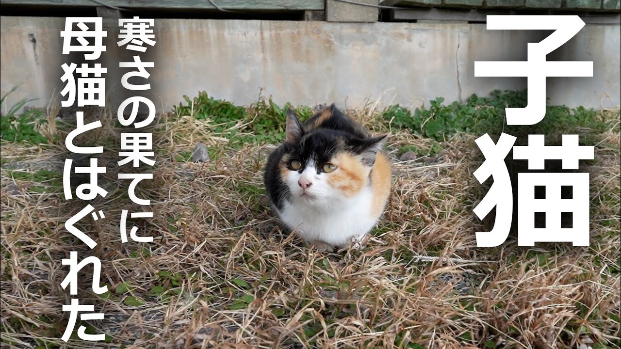 【真冬の日】母猫はどこ!?子猫が探し回った結果…