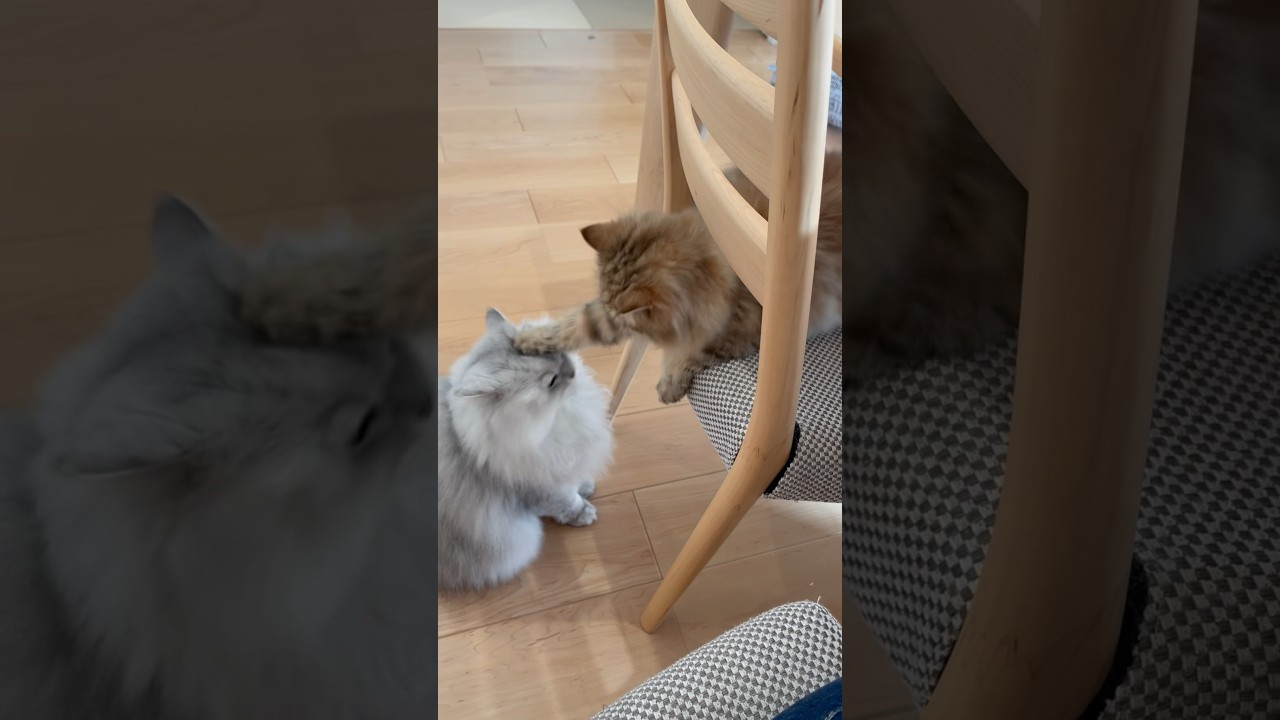 猫パンチしたら何倍にもなってかえってくる 【サイベリアン】 #Shorts