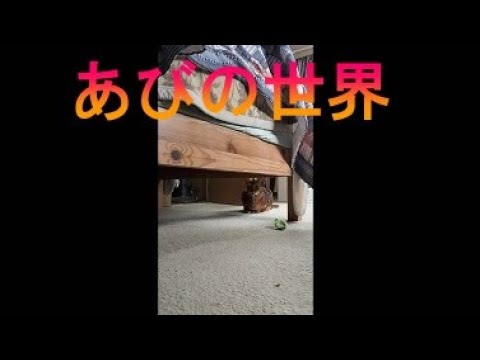 ネコ動画あび＃2813　あびの毎日　アビシニアン　あび