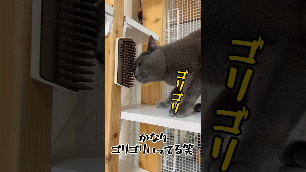 ブラシの虜になった猫たちは毎日こうなります。#shorts #cat #猫 #猫のいる暮らし
