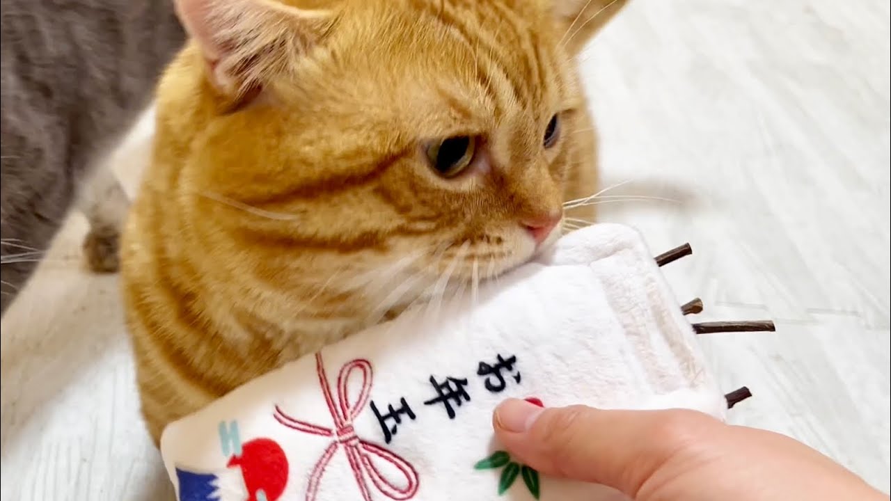 ねこもふファミリーにお年玉をあげてみた結果がすごすぎました #猫 #マンチカン
