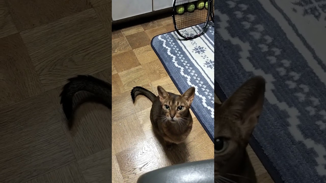 ネコ動画あび#2857　#shorts　#あび #ねこ #ネコのあび #猫動画