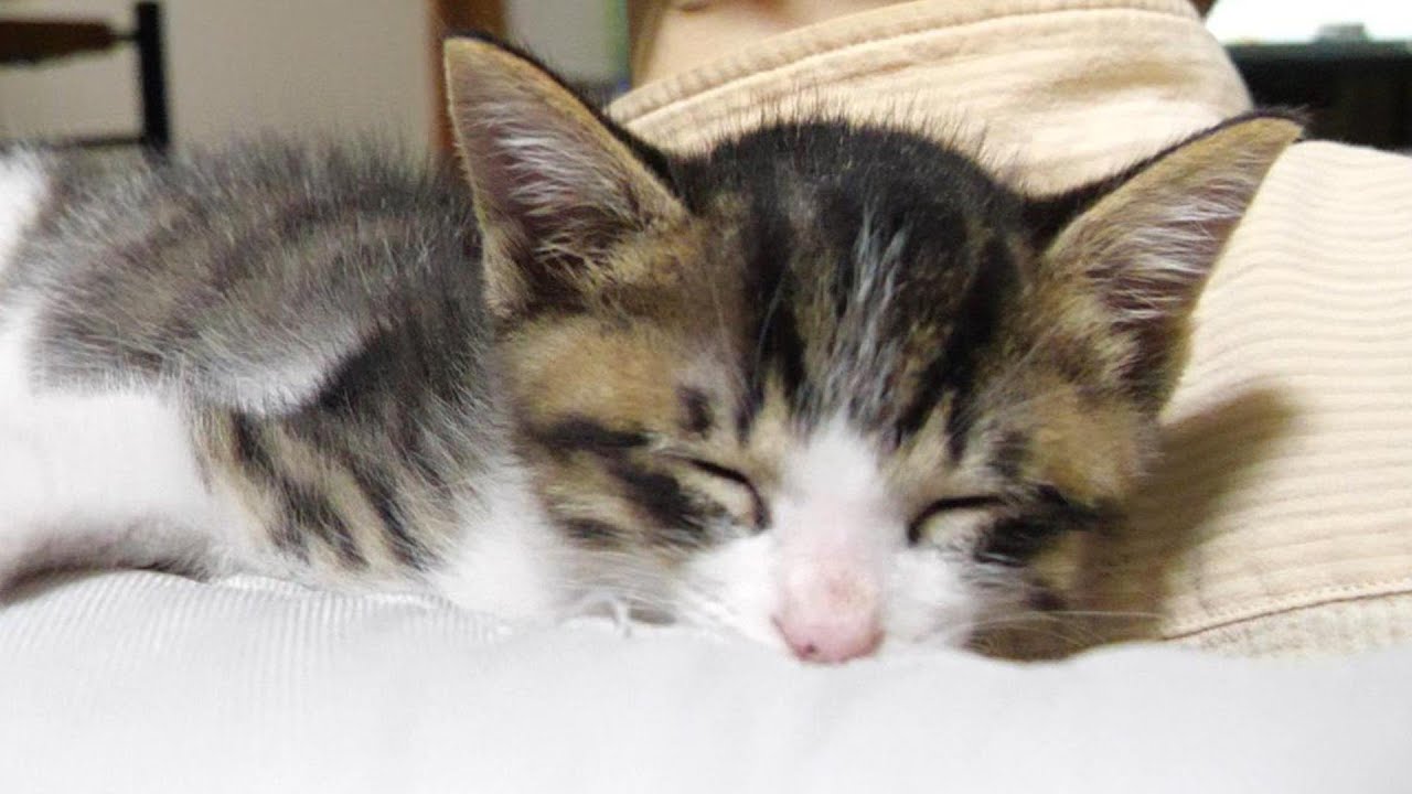 あんた！なんちゅう所で寝てるのよ！？【赤ちゃん猫　保護猫】