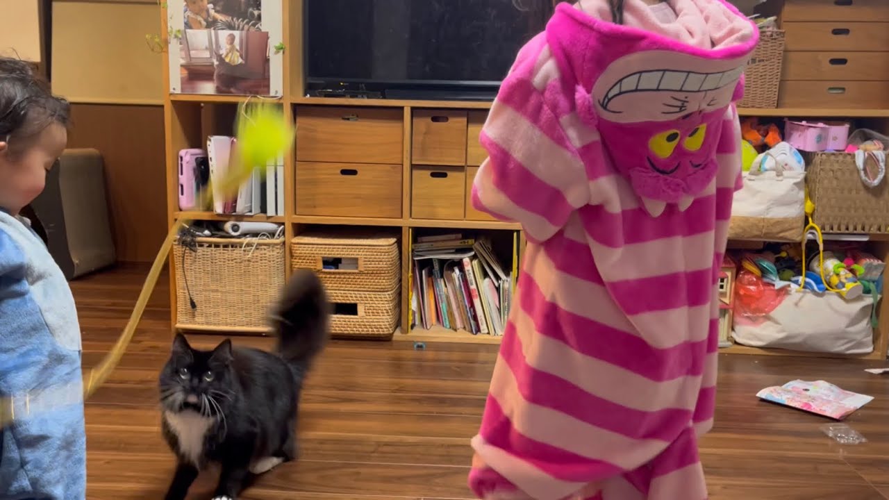 二歳児から遊びの動きをコントロールされる猫　ラガマフィン　Cat being controlled by a two year old child