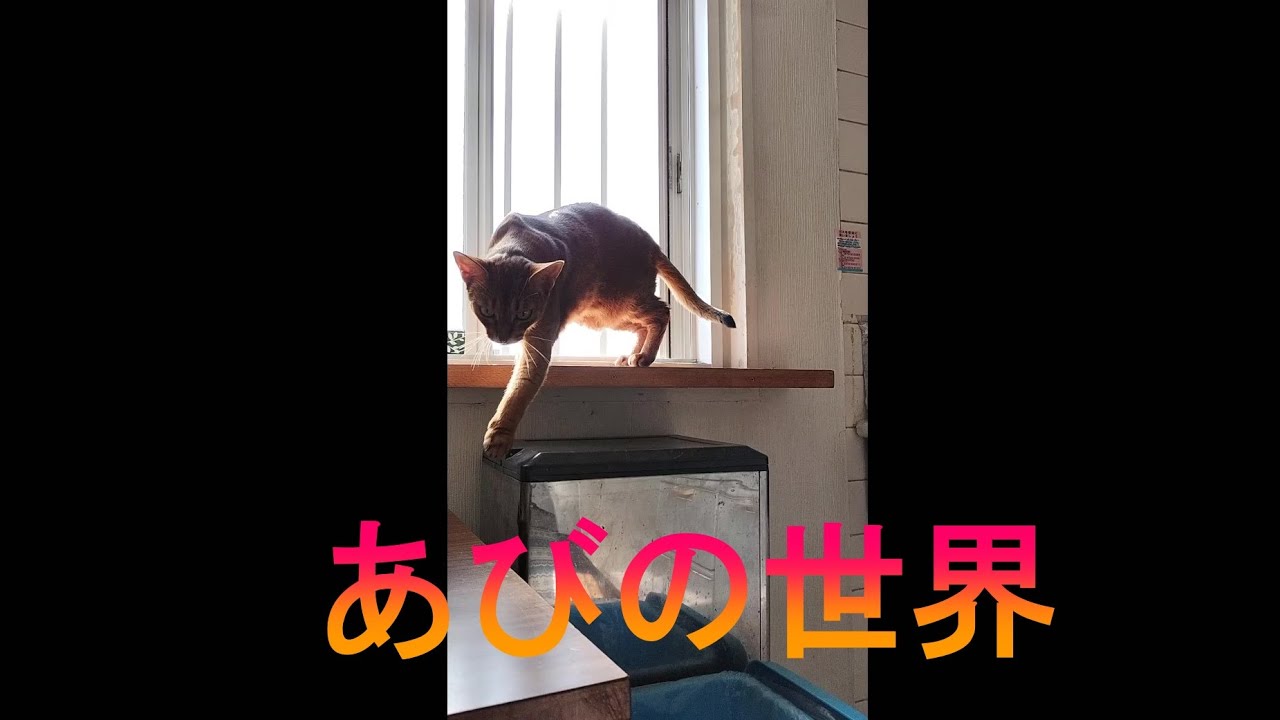 ネコ動画あび＃2807　あびの毎日　アビシニアン　あび