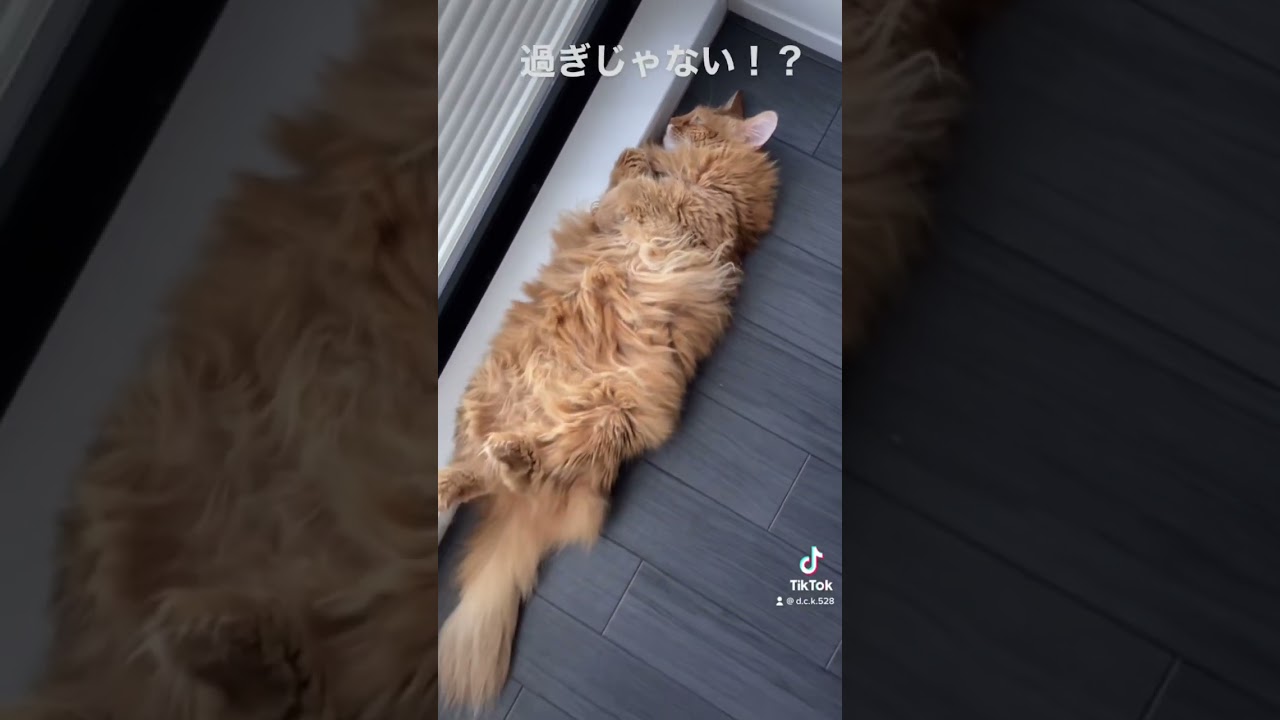 【ソマリ】#ねこ　#猫　 #shorts 　ヘソ天