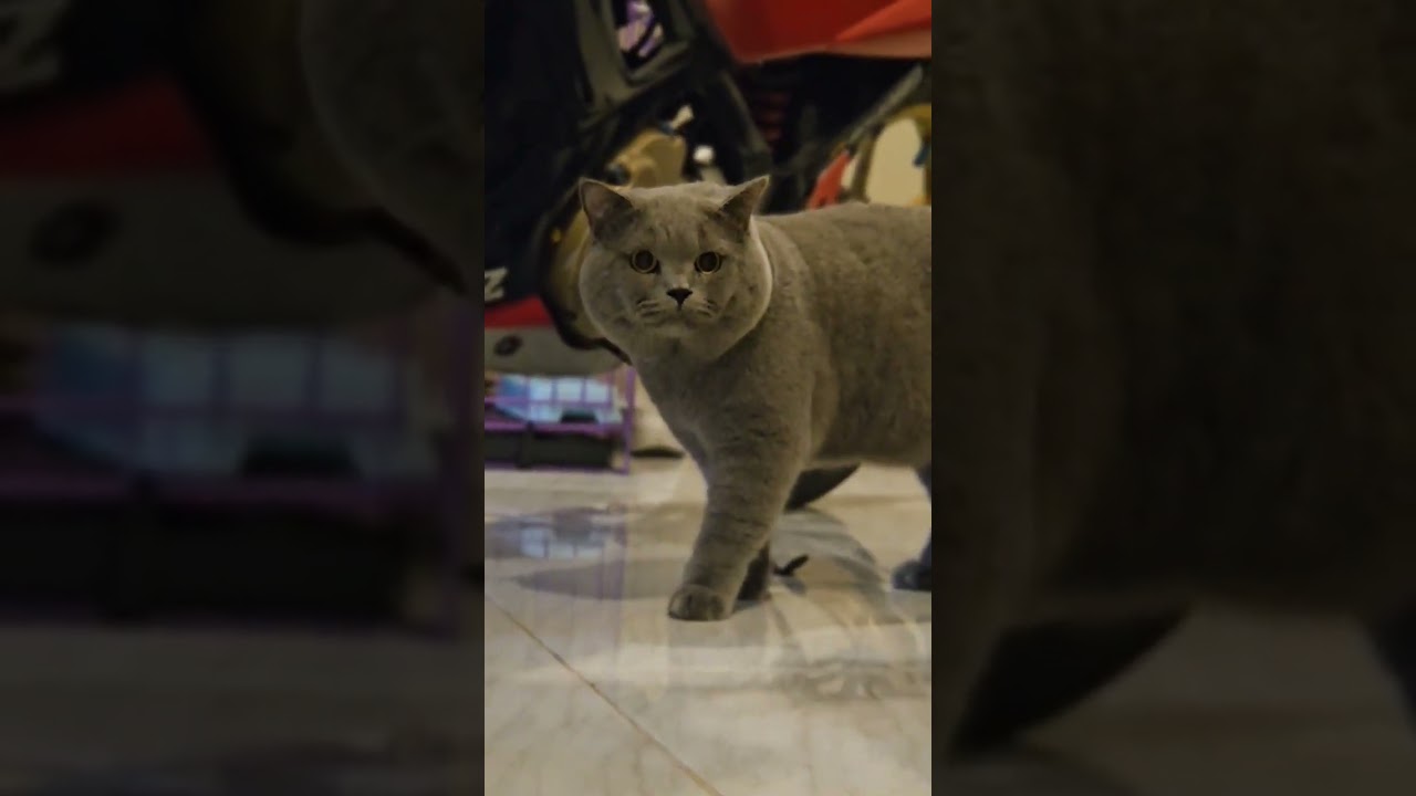 lessss go Run #kucinggendut #fypシ