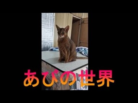 ネコ動画あび＃2817　あびの毎日　アビシニアン　あび