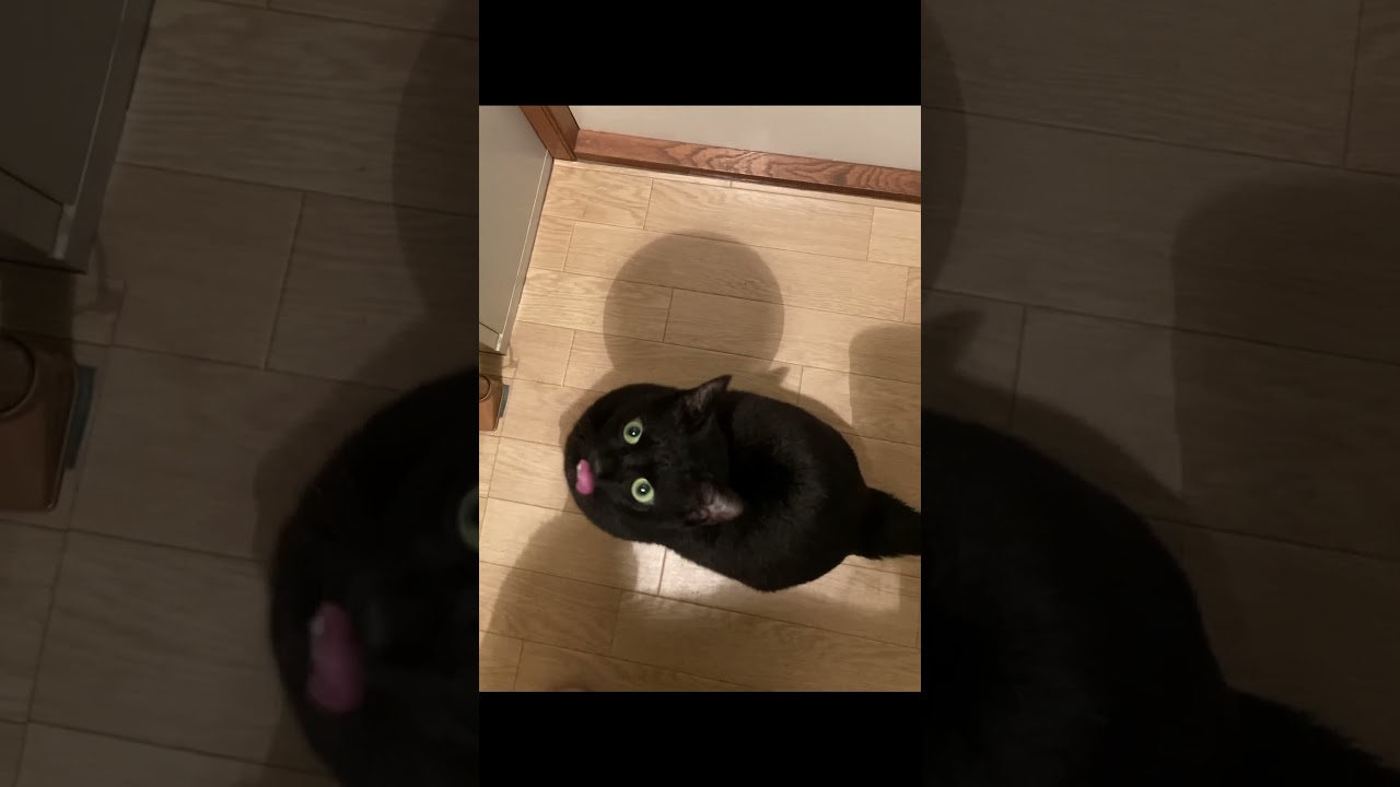 【黒猫】お待ちかねのご飯タイムに大喜びのクルー#shorts