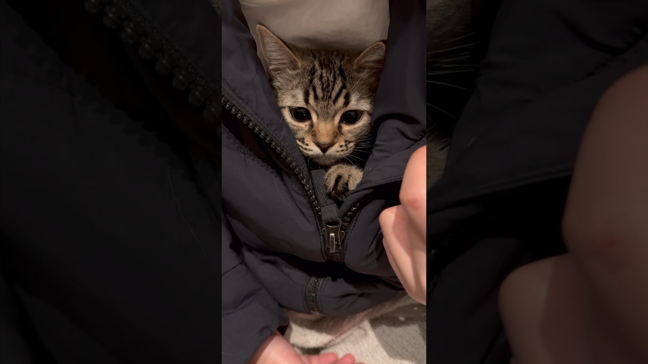 【猫動画】ママの服の中で温まる赤ちゃん子猫が天使すぎる...笑  #shorts