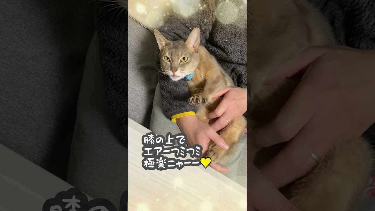 アビシニアン 膝の上でエラーフミフミ 極楽ニャーー   #アビシニアン  #cat #フミフミ
