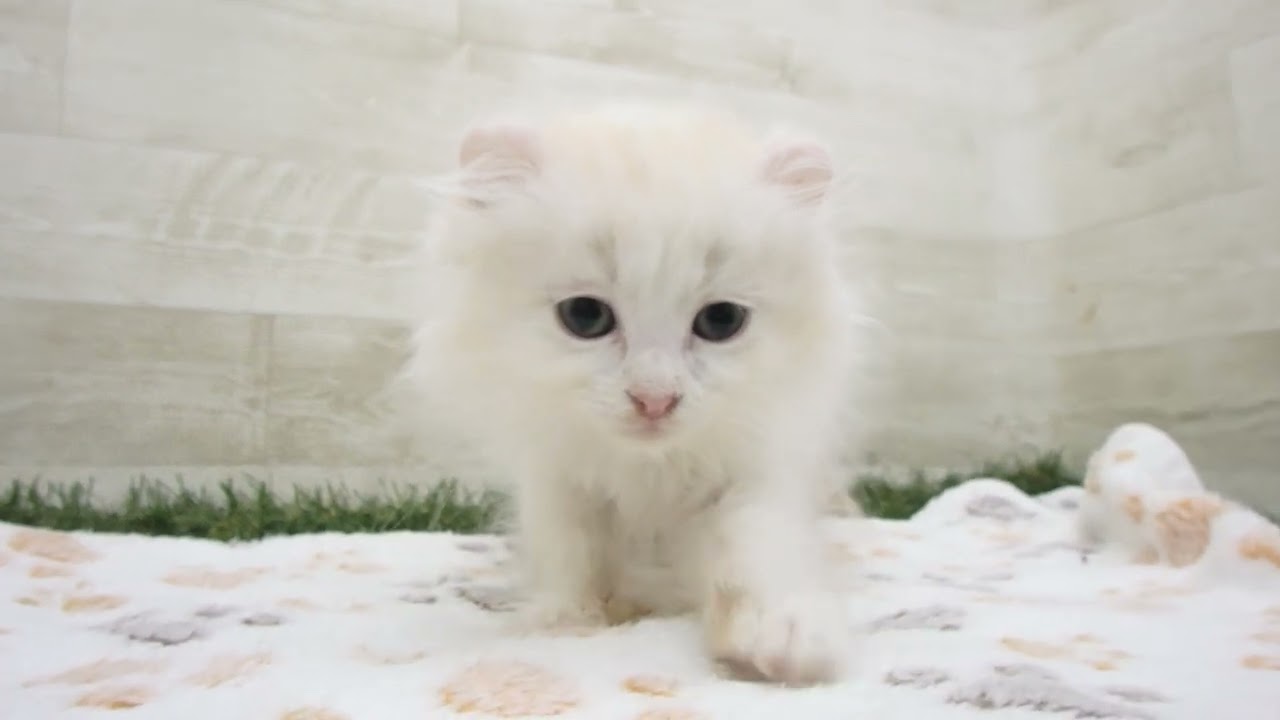 Coo&RIKU　No00661742 アメリカンカール