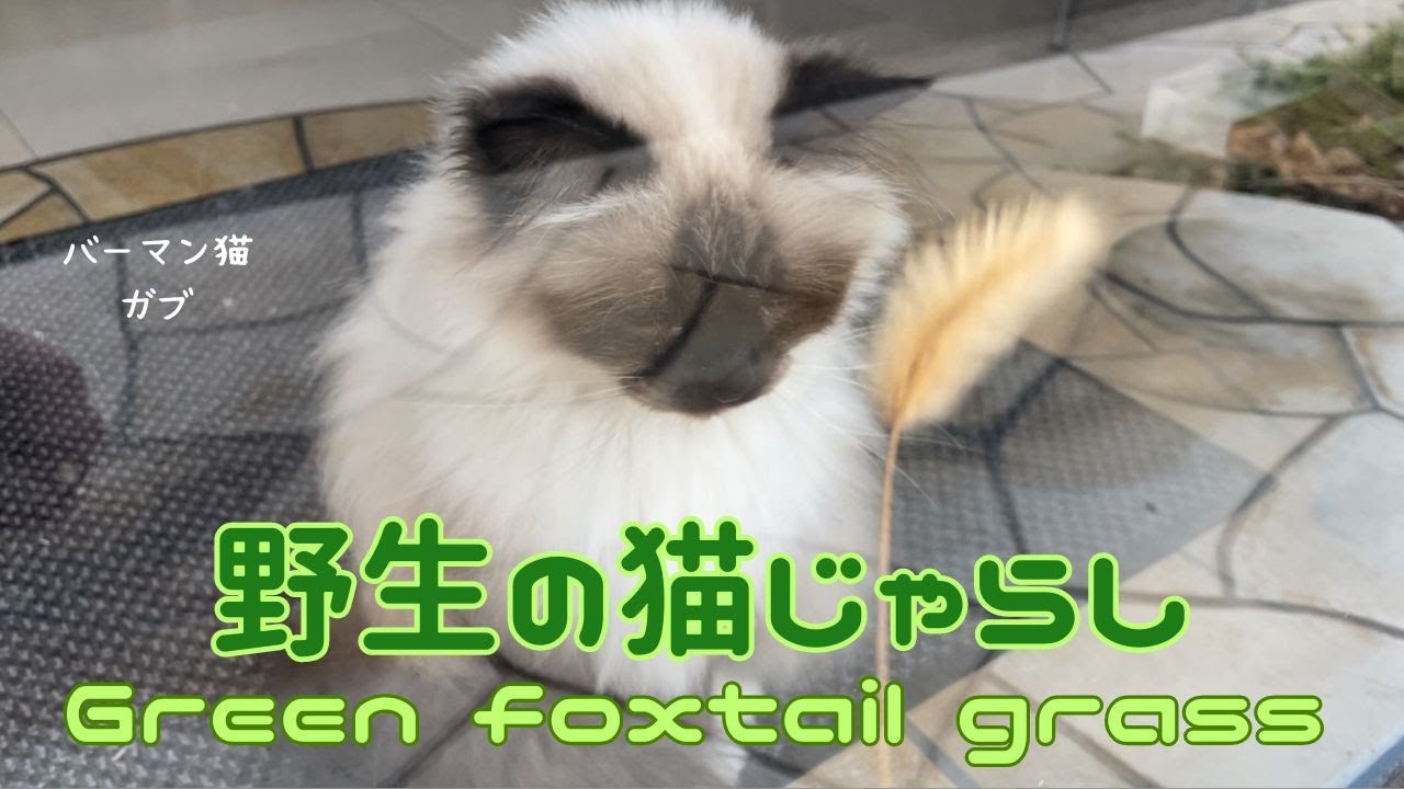 バーマン猫ガブとラフとミカ【野生の猫じゃらし】Green foxtail grass（バーマン猫）Birman/Cat