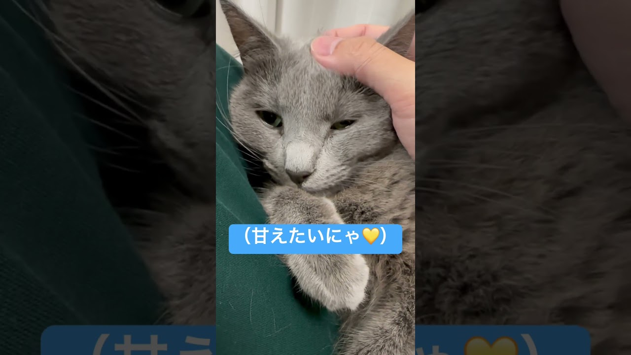 とにかく甘えたい猫🧡（ロシアンブルー）#shorts