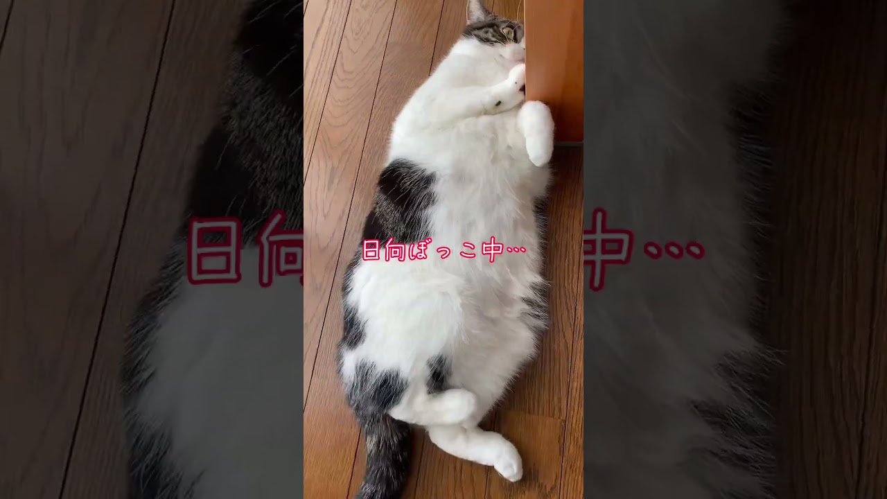 猫動画日向ぼっこ中のネコ マンチカンのラピちゃん #shorts #ショート #cat