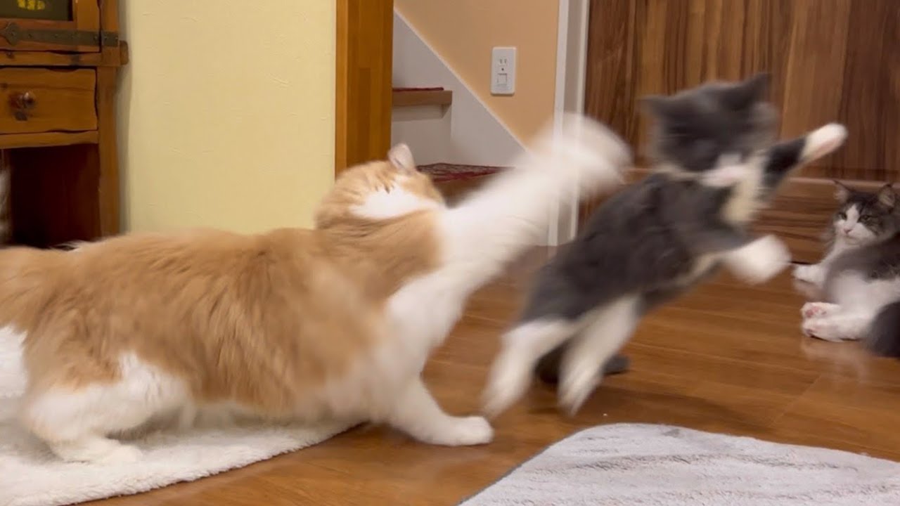 【猫パンチ‼︎】仔猫相手だろうと手加減をしない、ノルウェージャンフォレストキャットwww