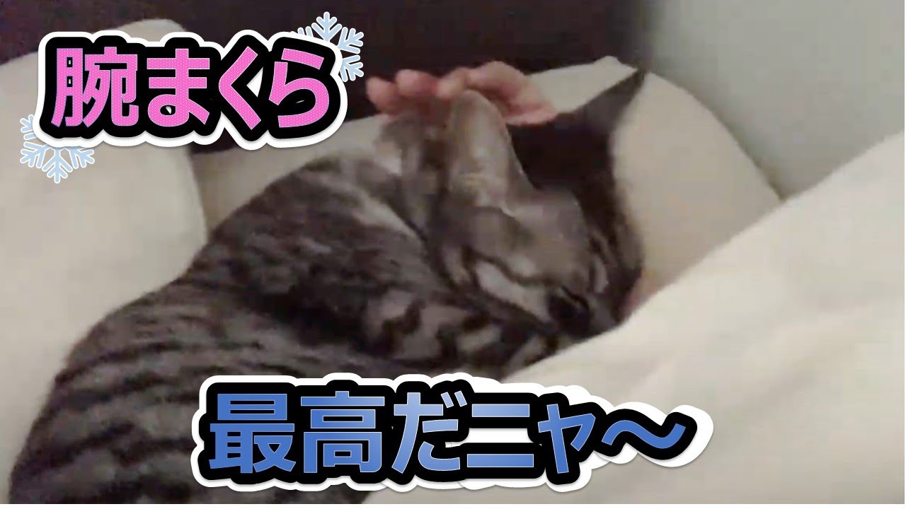 【スズの朝活😺Ⅱ】羨まし～い😍 朝の様子が笑えるし😁 可愛いいし💖【スズと二人暮らし】