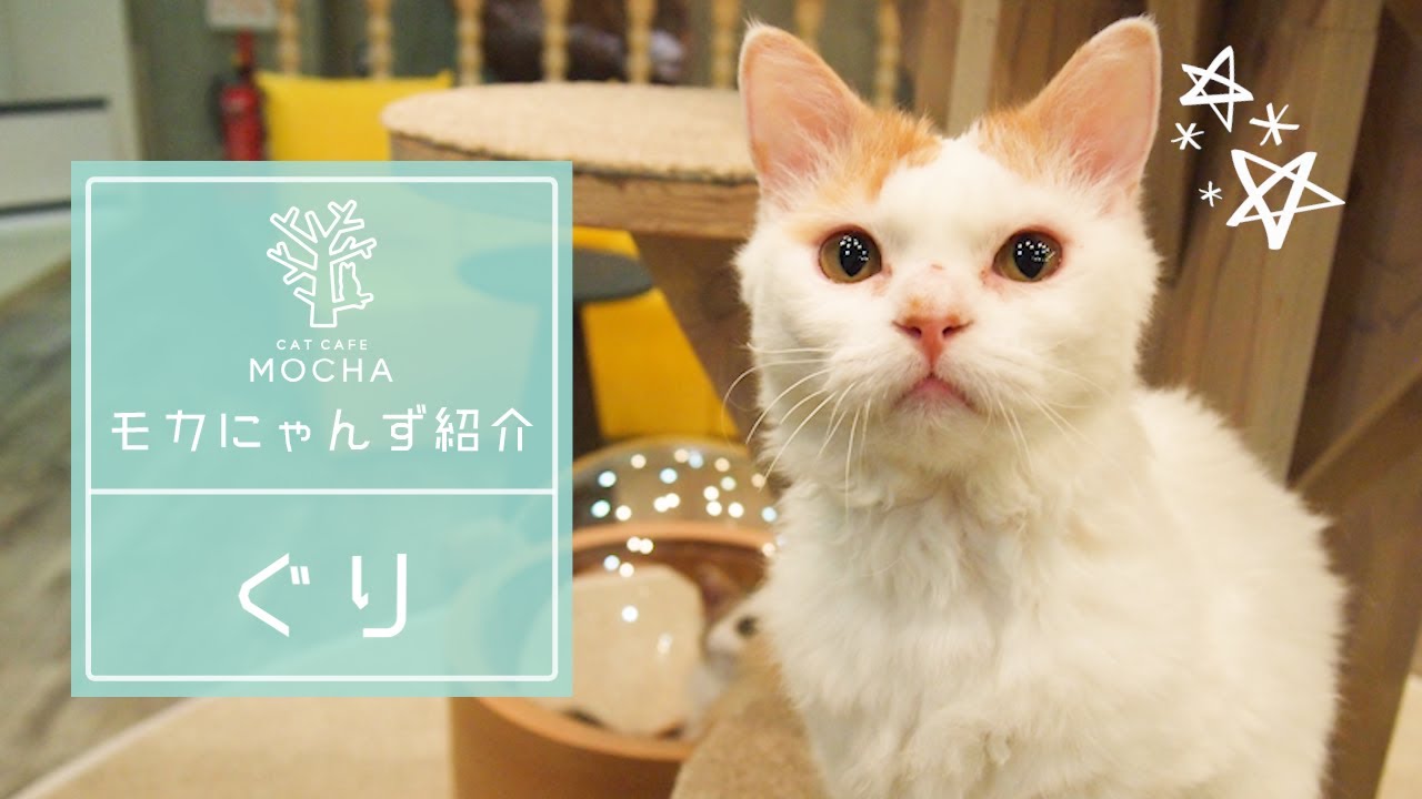 ぐり（セルカークレックス♂）京都河原町店