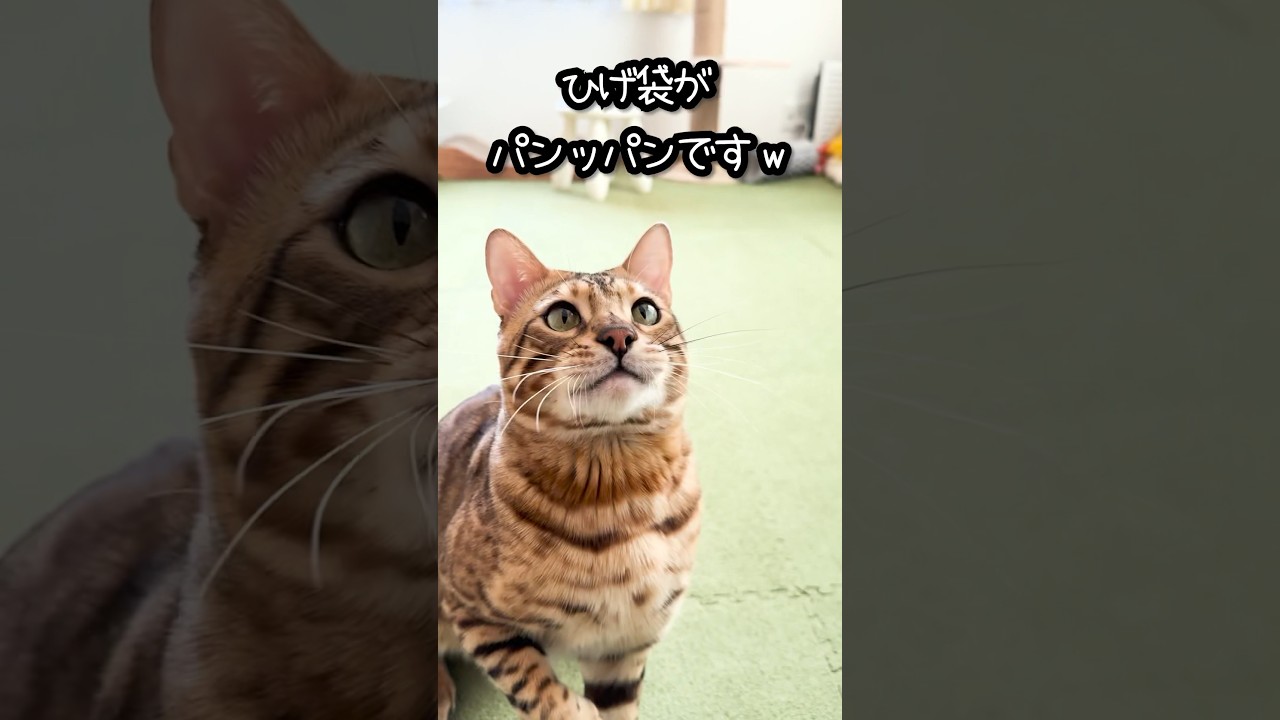 ひげ袋をパンパンにして遊ぶベンガル猫 #shorts #ベンガル #猫
