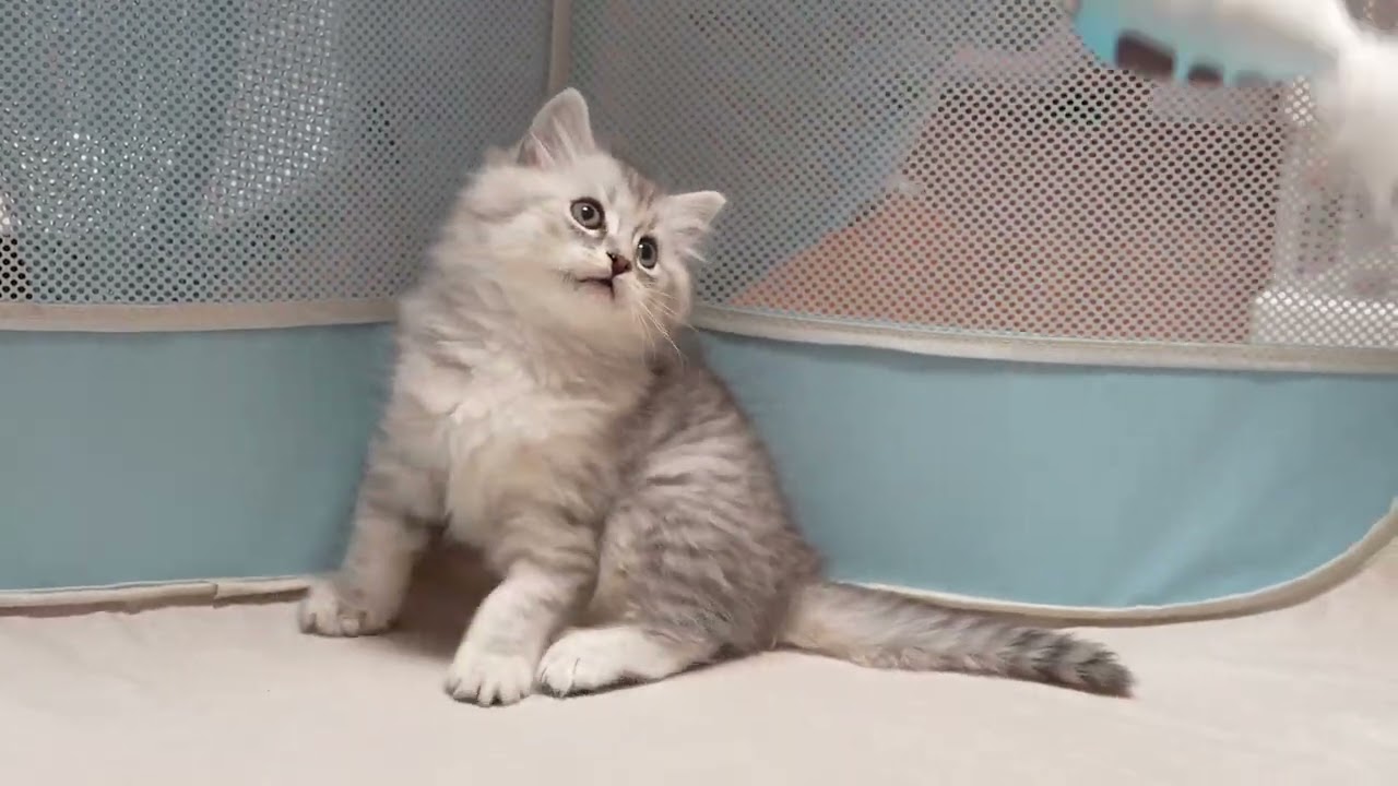 サイベリアン　シルバーの仔猫
