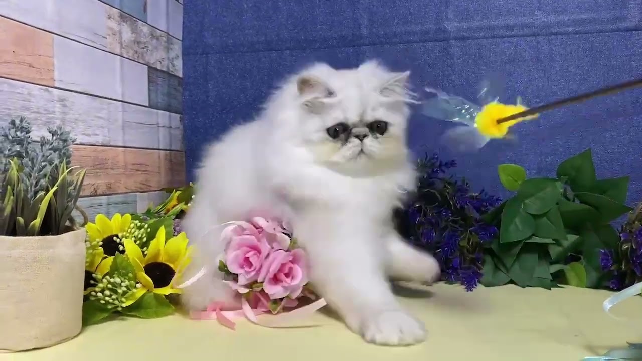 ペルシャ シェーデットシルバーの男の子♪