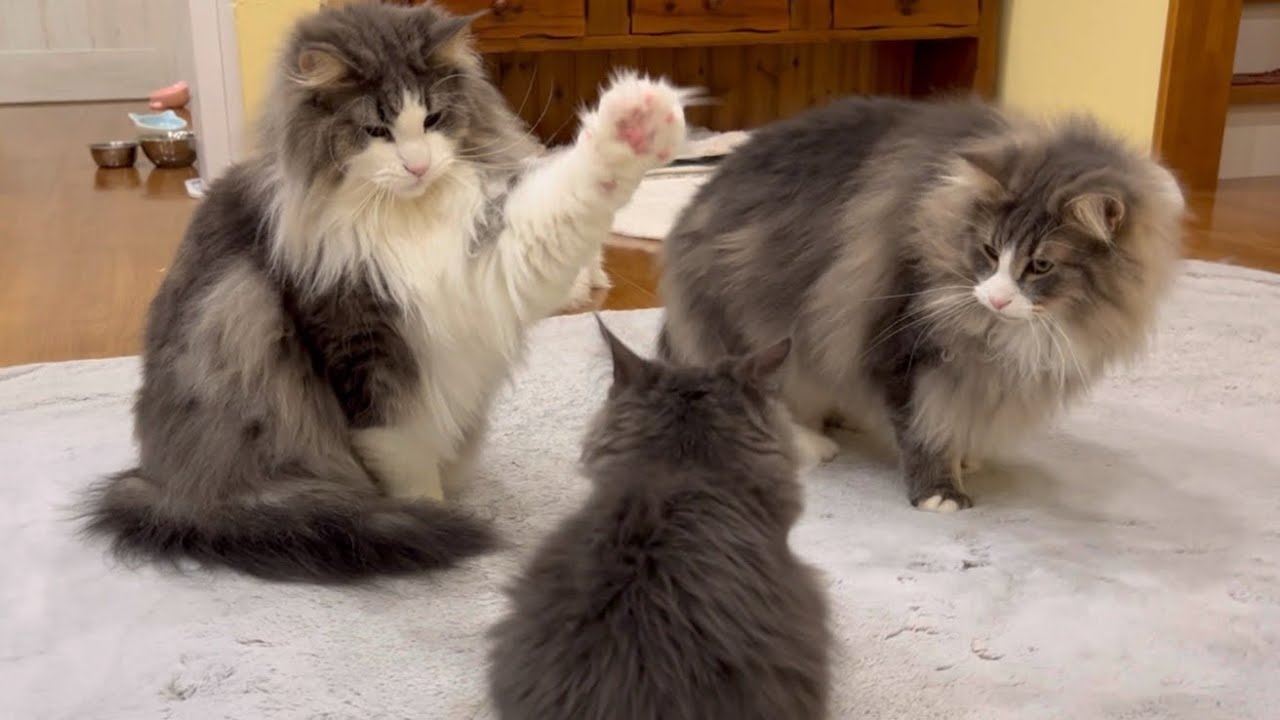 【活発‼︎】どのお兄ちゃんに遊んでもらおうかな？？元気すぎる仔猫ターキッシュアンゴラ♡