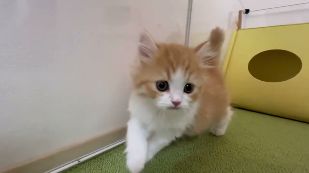 スコティッシュフォールド 綺麗め男子！遊び好き レッドタビー&ホワイト（ロングヘア）