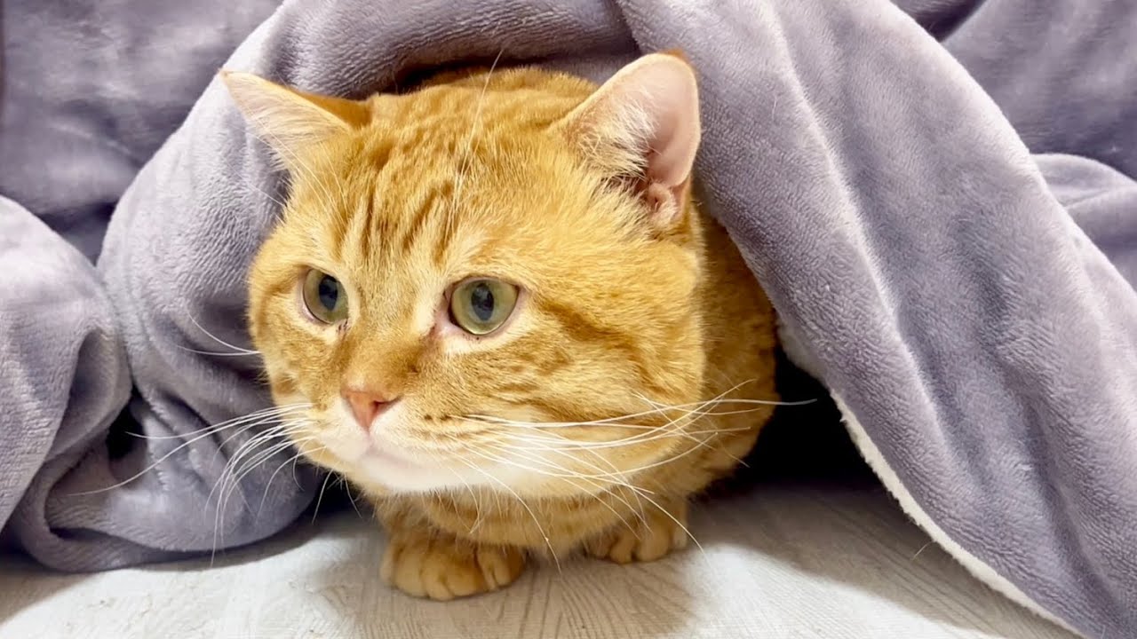 こたつでととのう猫 #猫 #マンチカン