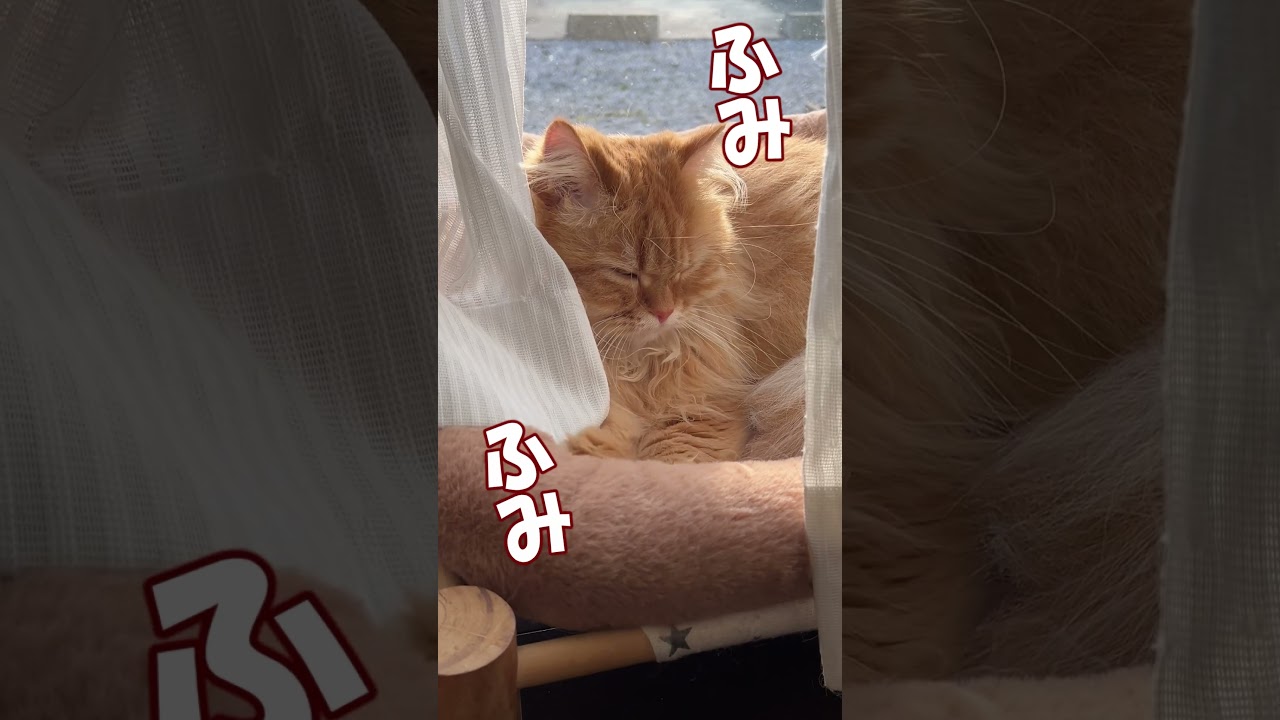 ふみふみするサイベリアン　#ねこのきなこもち #サイベリアン #siberian #siberiancat #猫動画 #猫好きさんと繋がりたい