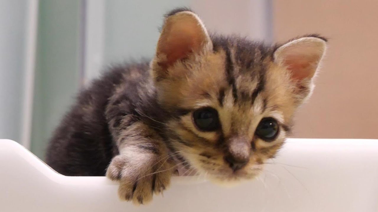 子猫がドヤ顔で上手にトイレが出来たことをアピールしてくる。【赤ちゃん猫　保護猫】