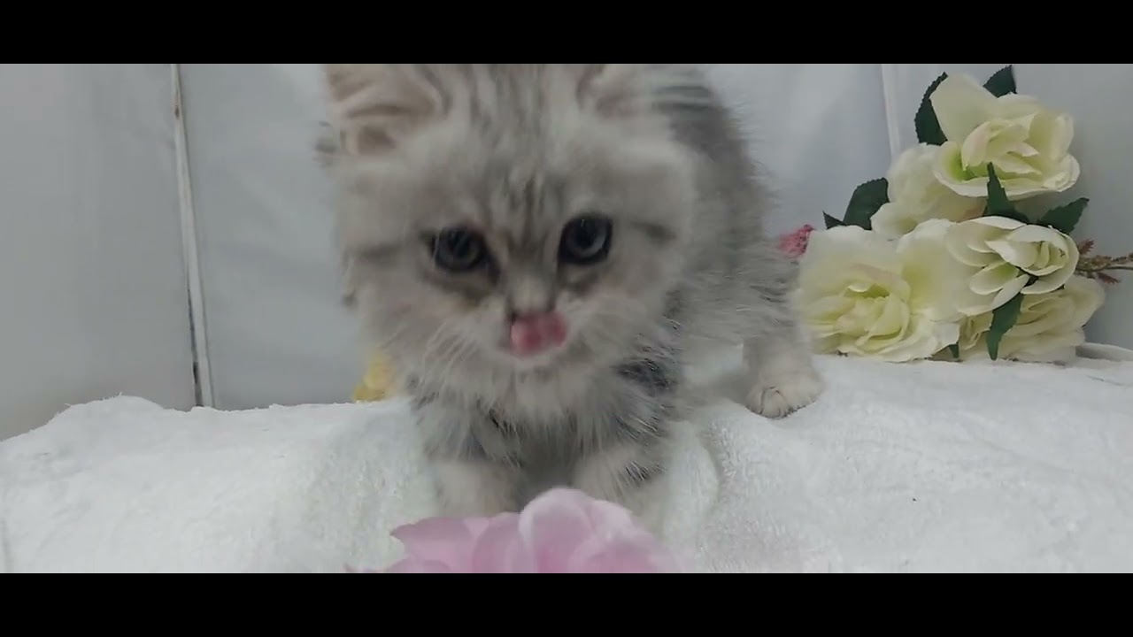 ラガマフィンの子猫なら/宮城県ペットショップ