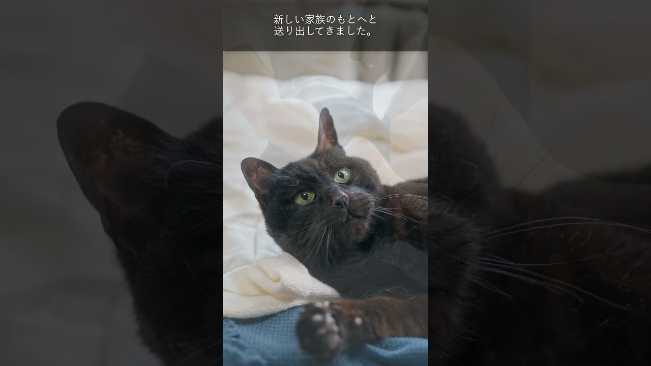 生きる気力を失くした子猫を保護した女性。信頼しているパートナーとともに子猫を救うため動き出す。 #出会い #cat #感動する #保護猫 #感動エピソード #猫 #子猫 #猫物語 #猫のいる暮らし