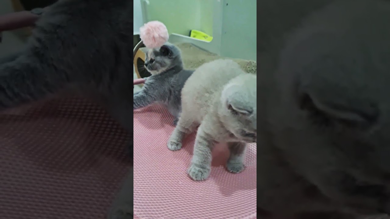 British Shorthair Kittens | 36 Days old