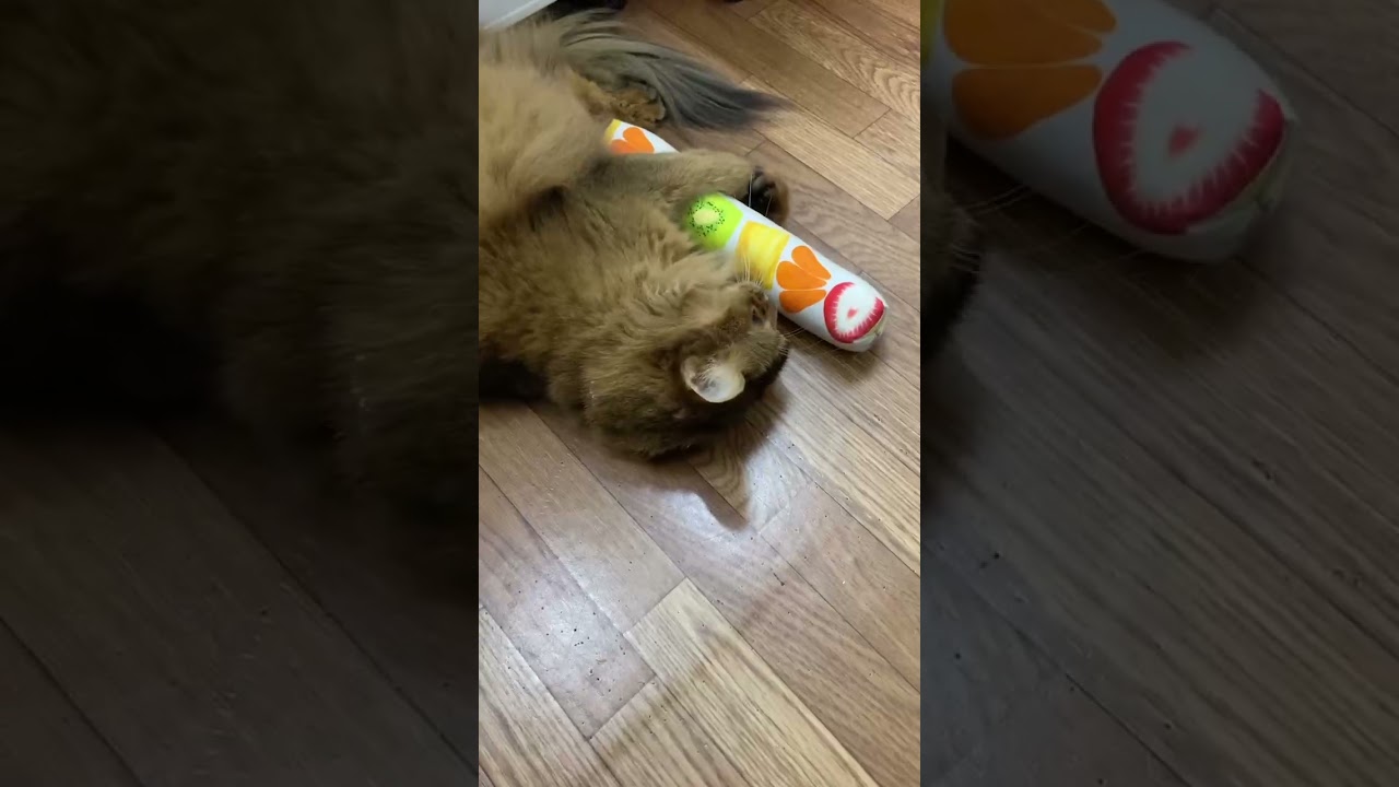 ソマリ猫、楽しくケリケリ♪