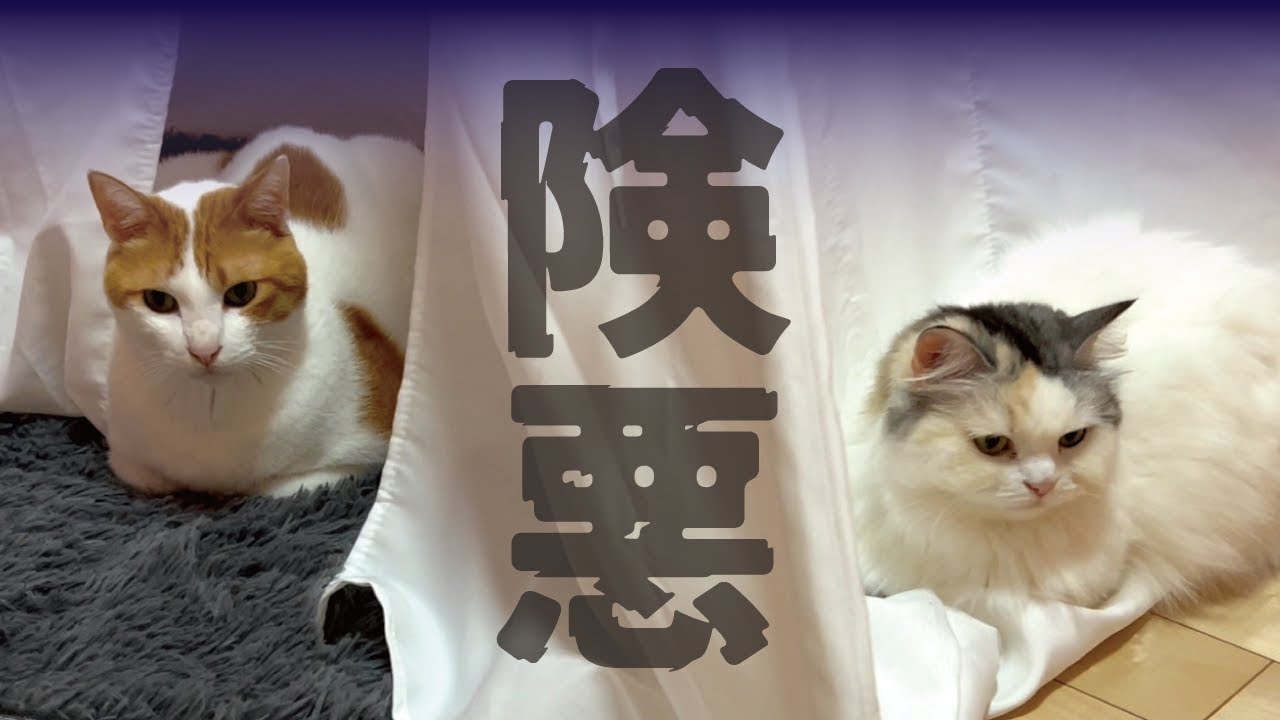 先住猫と後輩猫がかなりモメてるみたいです…【関西弁でしゃべる猫】【猫アテレコ】