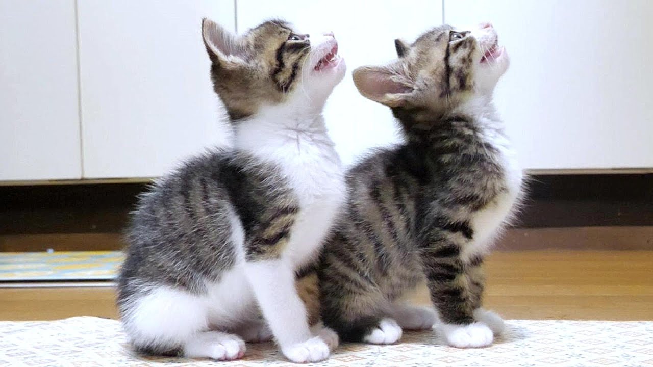 仲良し子猫たちが並んでニャーニャーと訴えてきた訳は‥‥【赤ちゃん猫　保護猫】