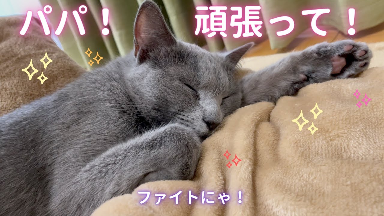 パパを応援する心優しい猫（ロシアンブルー）