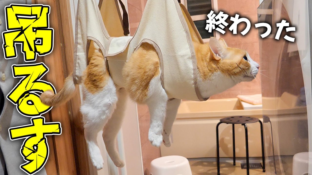 ロビンが風呂場に吊るされてしまいました。