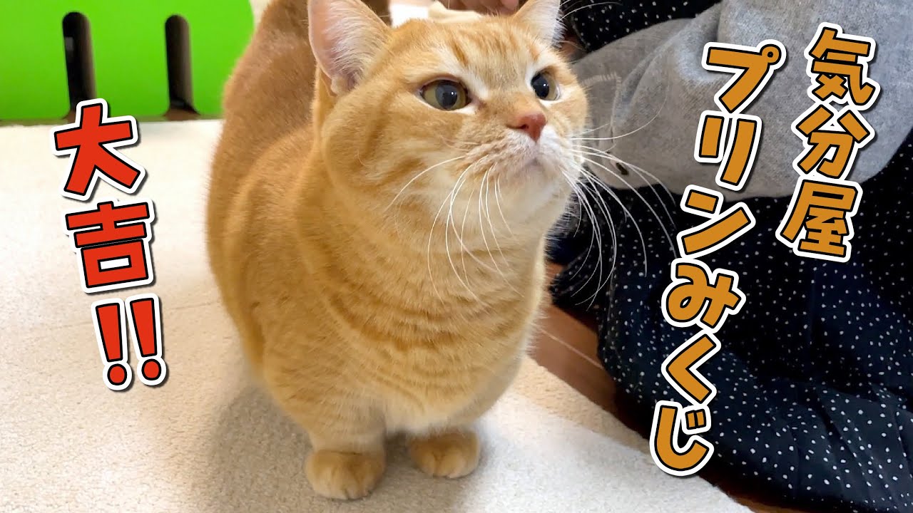 新年の挨拶に来た姉にご機嫌で甘える猫たちが可愛すぎました！