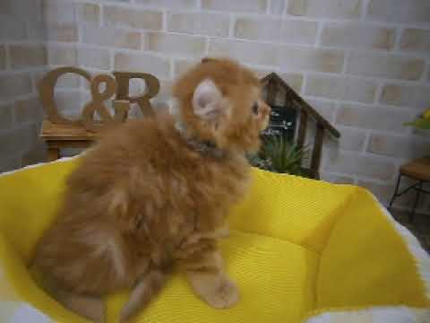 535045 キンカロー