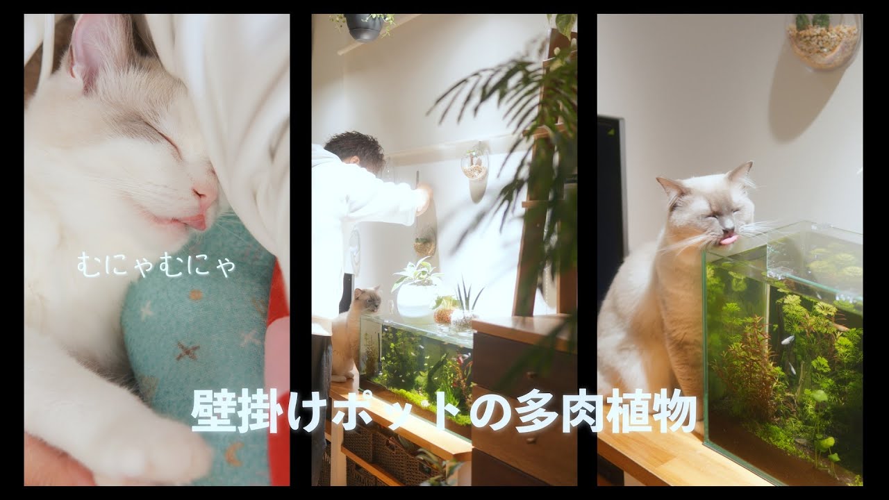 今日は三箇所　#猫 #ラグドール #ragdollcat