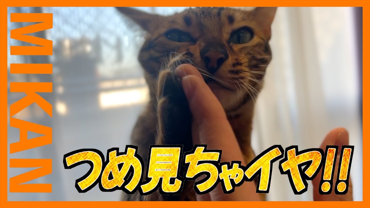 【ベンガル猫の爪チェック🍊】爪を見せるのを嫌がる猫