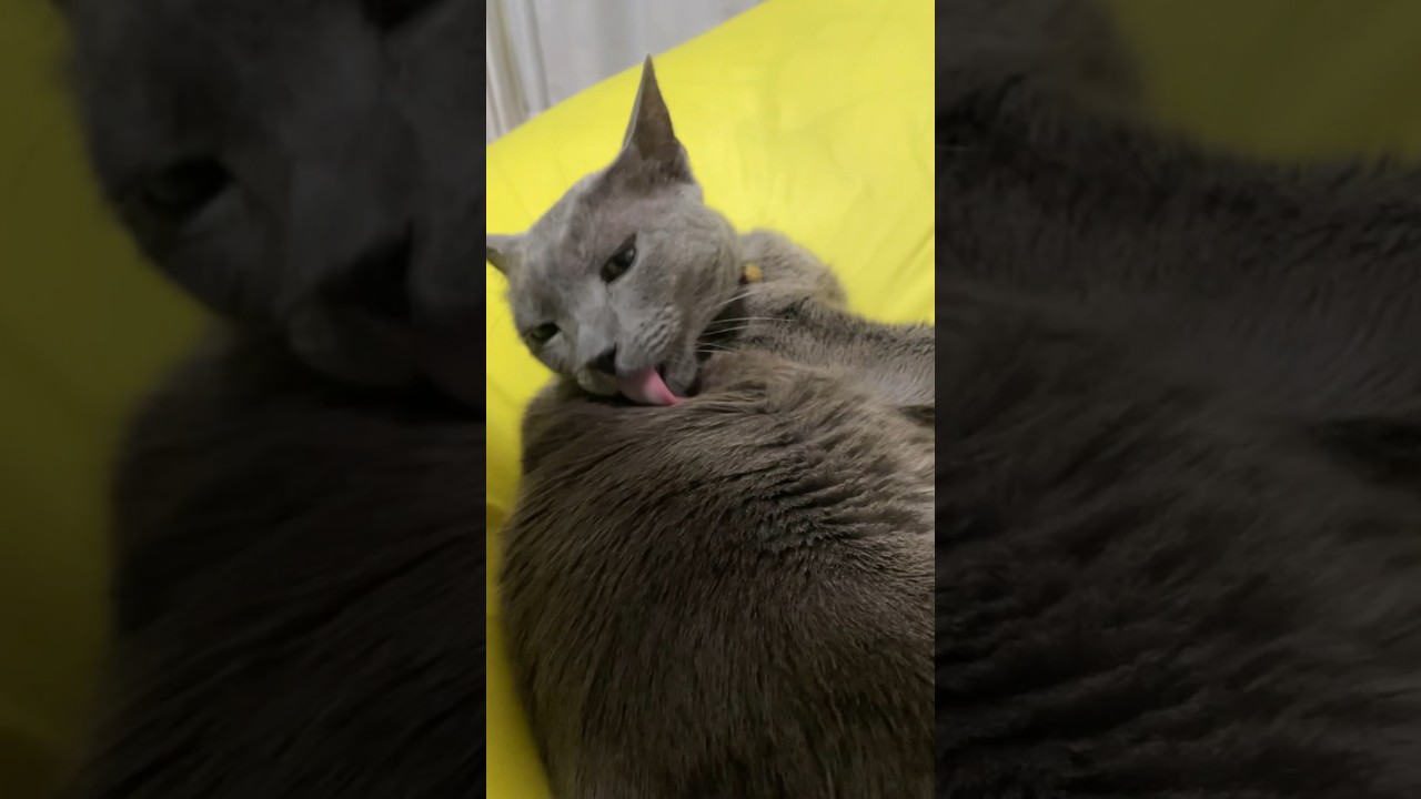20240108 #shorts #cat #猫 #ロシアンブルー