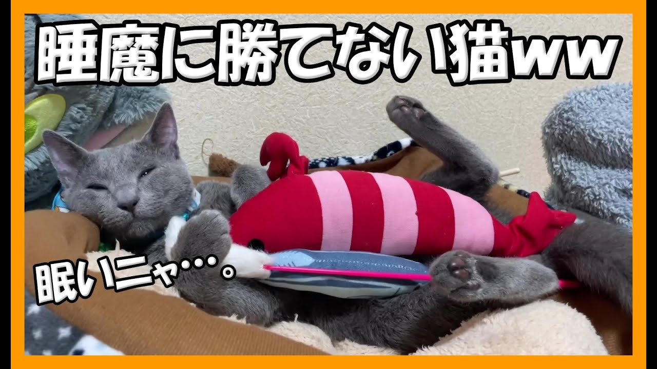 睡魔に勝てずに寝てしまうロシアンブルーの猫が可愛い