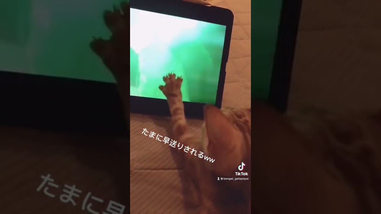 絶妙なとこで早送りする猫【ベンガル猫】