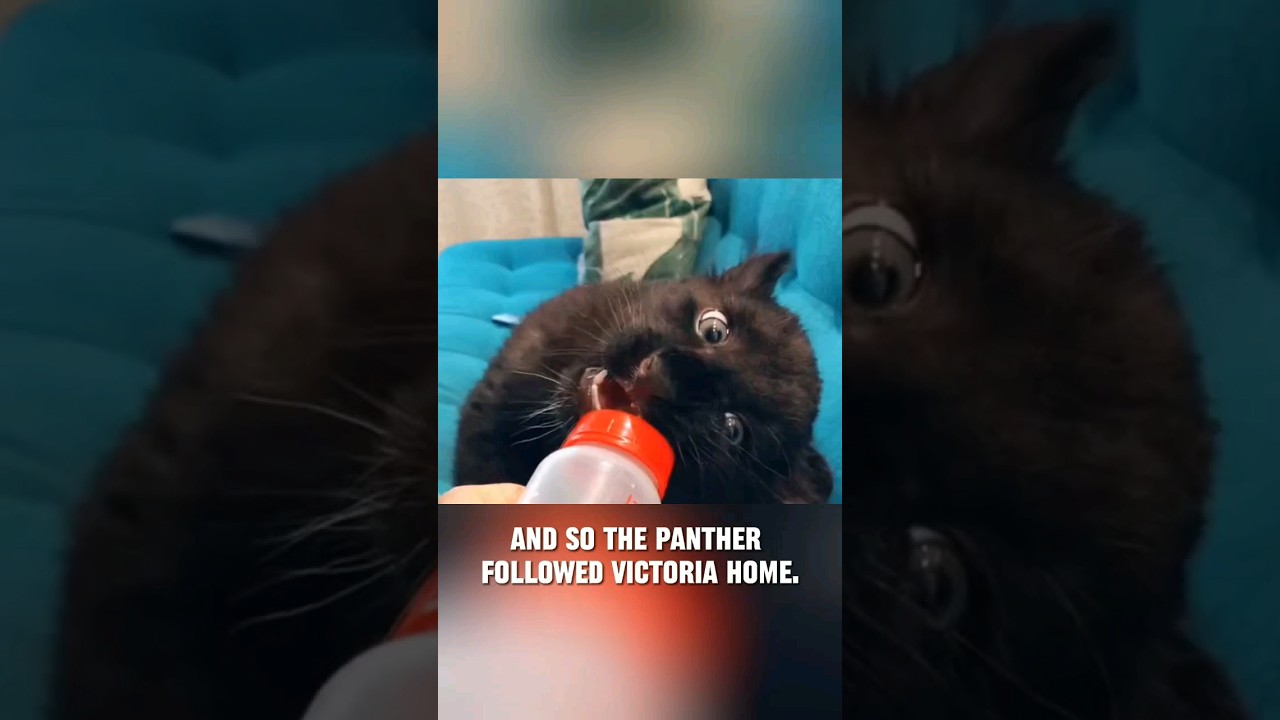 Luna a young panther who is alienated from her compatriots (P2) #shorts