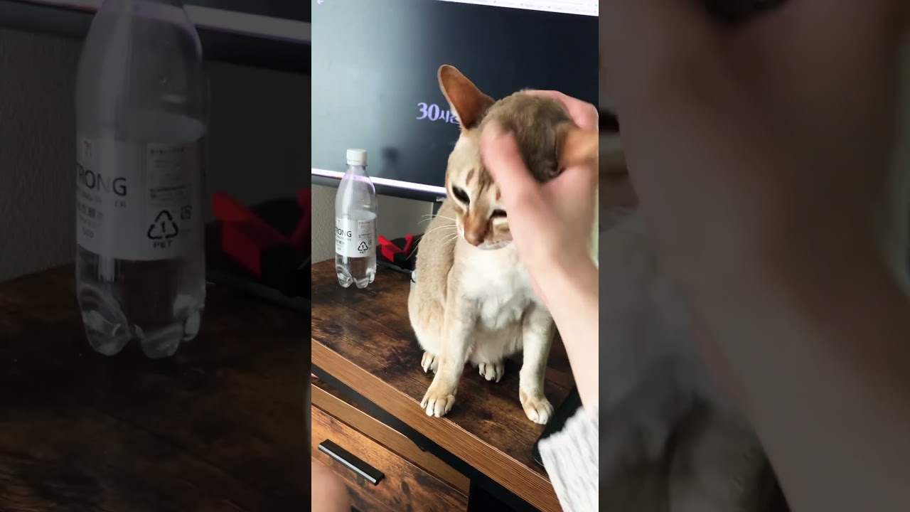 お手をする猫2 #猫 #ペット #シンガプーラ