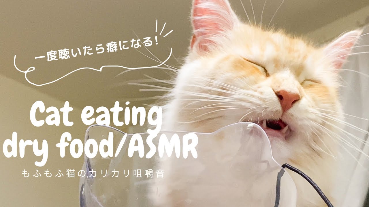 【猫ASMR】満足度100%！2024年も最高の音を響かせます！！メインクーン猫のレオ隊長、新年一発目のカリカリ咀嚼音動画【cat eating/mainecoon cat】